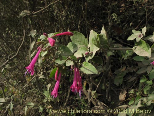 Image of Satureja multiflora (Menta de Ã¡rbol / Satureja / Poleo en flor). Click to enlarge parts of image.